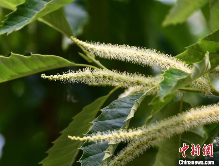 毛茸茸的栗花?！『略破?攝