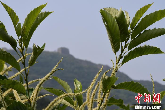 長城腳下，“栗”花盛開。　郝云崎 攝