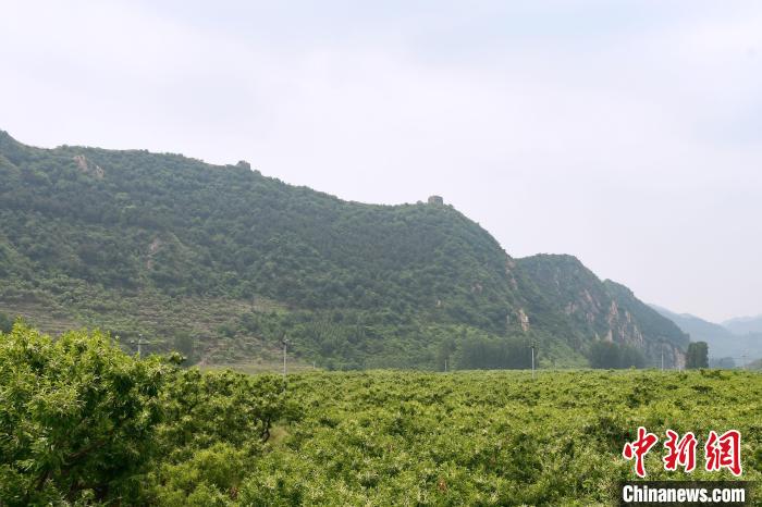 長城腳下萬畝栗花綻放，散發(fā)出淡淡清香?！『略破?攝