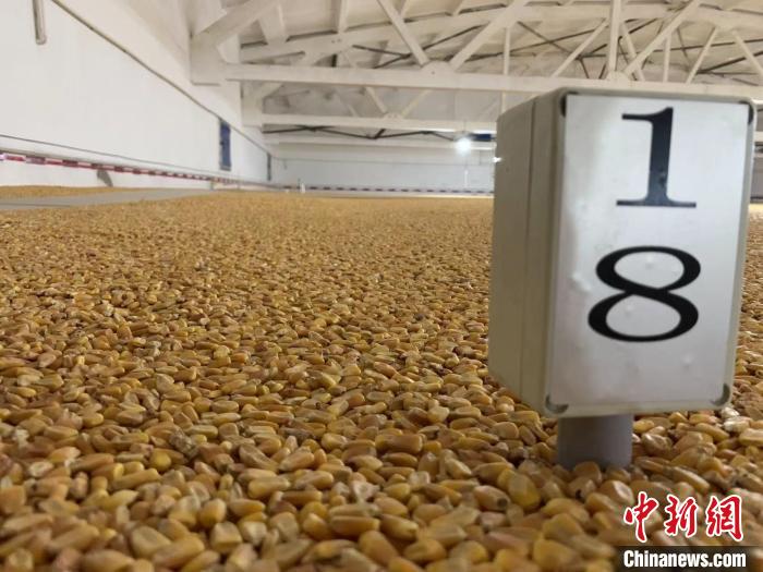 數(shù)千噸的小麥、玉米如同一塊塊被“切平”的巨型蛋糕“鑲嵌”在地面上?！⊥趸萘?攝