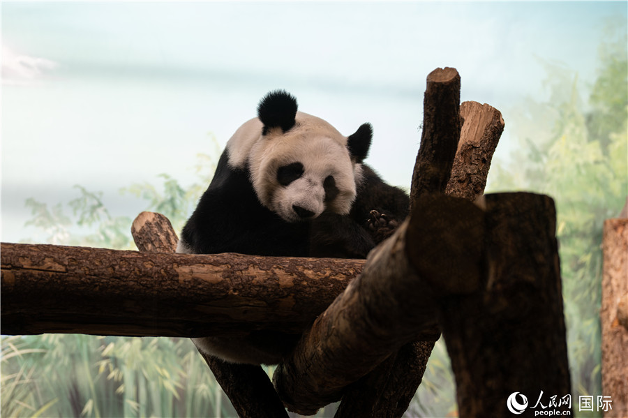 無(wú)比可愛的大熊貓“丁丁”。人民網(wǎng)記者 翁奇羽攝