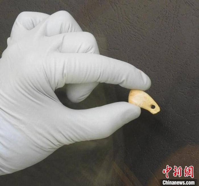 打孔鹿牙墜飾提取DNA后(圖片來自馬克斯·普朗克演化人類學(xué)研究所)?！∈┢樟指瘛ぷ匀?供圖