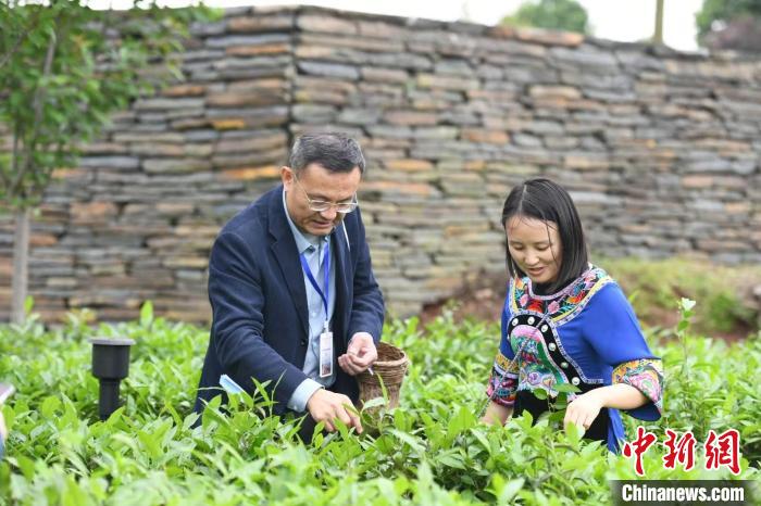 東盟國家媒體記者在辰龍關(guān)茶園采茶?！钊A峰 攝