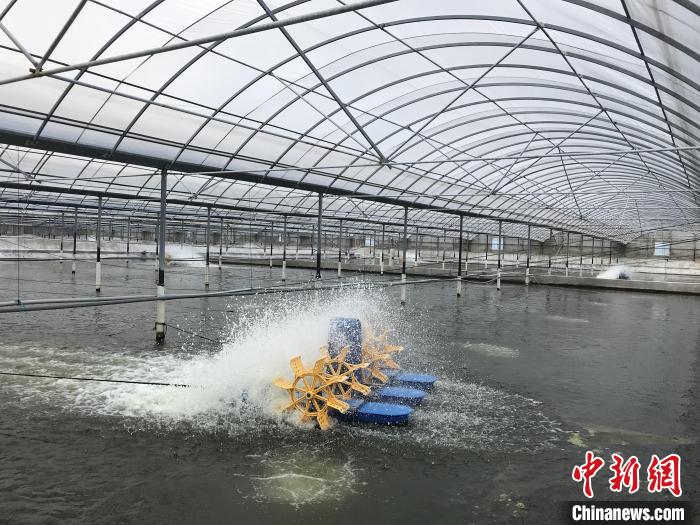 南美白對蝦養(yǎng)殖基地?！∠笊轿r蟹科技小院供圖