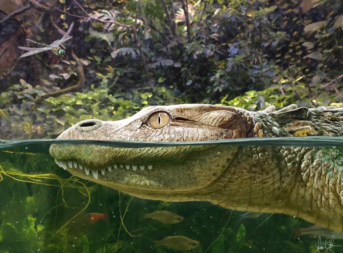 Alligator munensis藝術(shù)復(fù)原圖(圖片來(lái)自Márton Szabó)?！∈┢樟指瘛ぷ匀?供圖