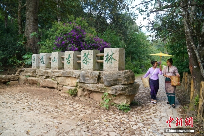 普洱景邁山古茶林文化景觀位于中國云南省普洱市瀾滄拉祜族自治縣惠民鎮(zhèn)。<a target='_blank' href='/' _fcksavedurl='/'><p  align=