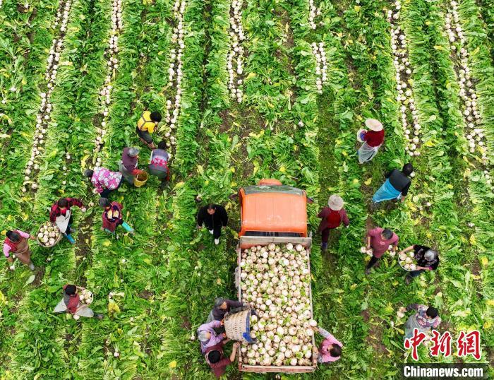 資料圖：村民在采收白蘿卜。劉永紅 攝
