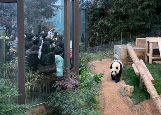 2月20日，韓國民眾在韓國愛寶樂園參觀大熊貓“福寶”。新華社記者姚琪琳攝