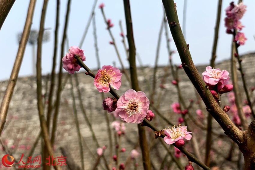 明城墻遺址公園梅花初綻。 人民網(wǎng) 池夢(mèng)蕊攝