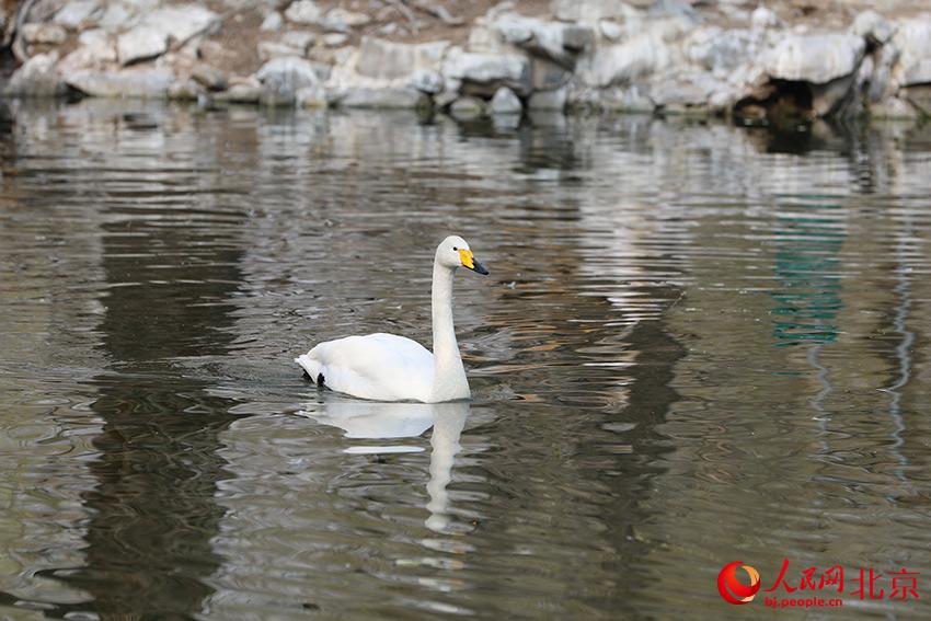 北京動(dòng)物園水禽湖上，水鳥(niǎo)游弋其中，傳遞春的消息。人民網(wǎng) 尹星云攝