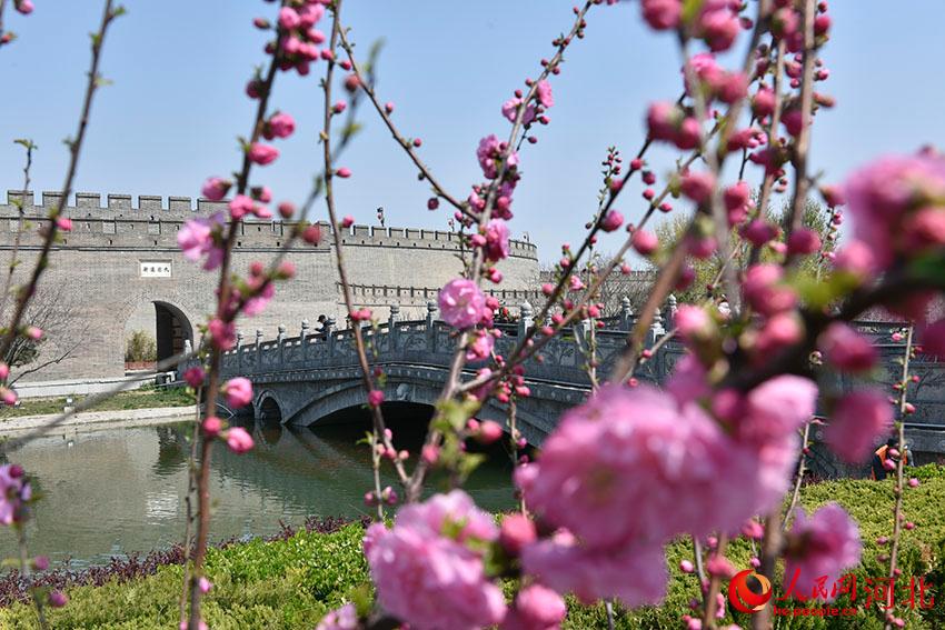 古城花開春意濃。 人民網(wǎng) 朱鵬濤攝