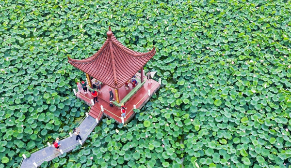 圖為金湖萬畝荷花蕩。陳義寶攝