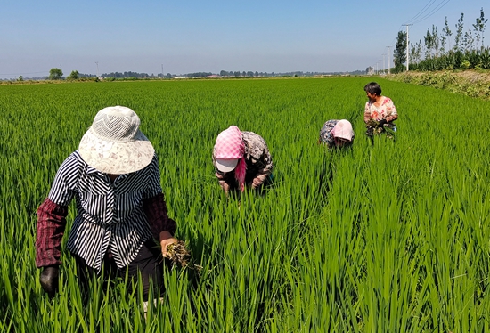 7月15日，農(nóng)民在河北省玉田縣石臼窩鎮(zhèn)王家樓村稻田勞作。 張仁杰攝