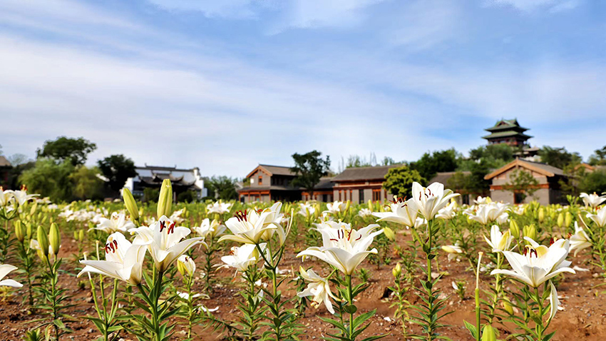 北京世園公園百合陸續(xù)盛放。（北京世園公園供圖）