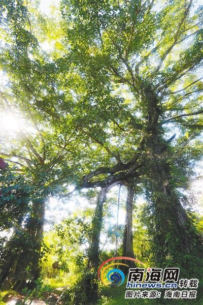 百花嶺雨林文化旅游區(qū)內(nèi)的百年古榕樹。海南日報記者 蘇曉杰 攝