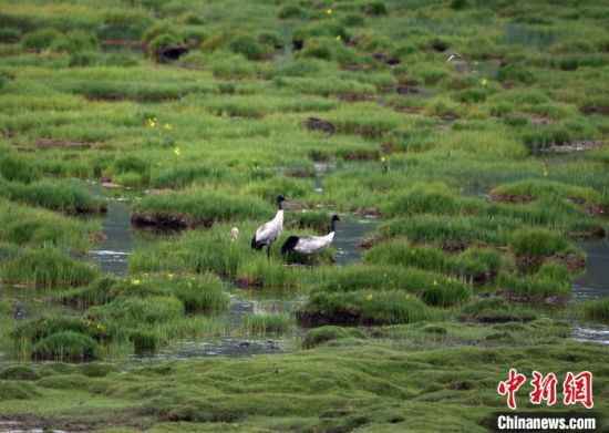 圖為祁連山國家公園青海片區(qū)內(nèi)的黑頸鶴?！∑钸B山國家公園青海省管理局供圖 攝