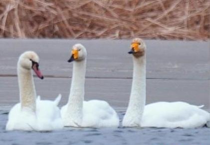 圖為疣鼻天鵝與大天鵝。　青海國(guó)家公園觀鳥(niǎo)協(xié)會(huì)供圖 攝
