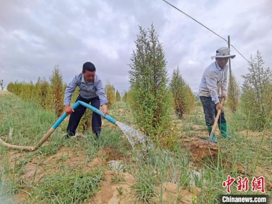 圖為扎西和村民給樹澆水?！∑钤鲚怼z
