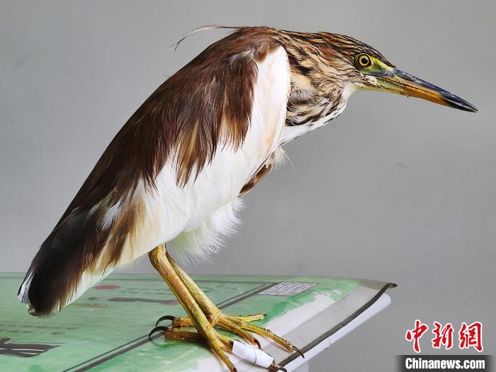 圖為被救助的國家一級(jí)重點(diǎn)保護(hù)動(dòng)物池鷺。　柳澤田 攝