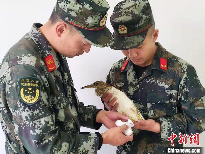圖為武警官兵正在為國家一級(jí)重點(diǎn)保護(hù)動(dòng)物池鷺包扎?！×鴿商?攝