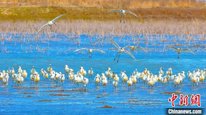 沿海濕地，鳥類天堂?！←}城市委宣傳部供圖