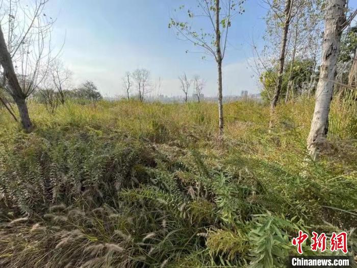 發(fā)現(xiàn)的加拿大一枝黃花。　楊波 攝