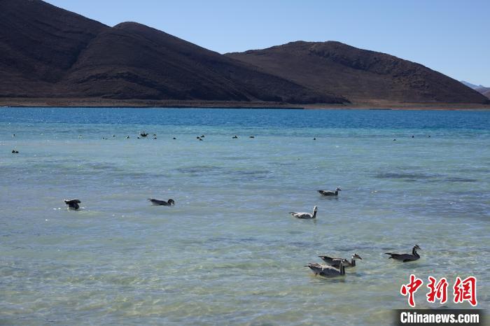 圖為過冬的候鳥在羊湖游弋?！∪轿木?攝