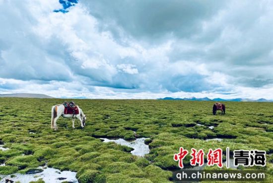 圖為長江南源沼澤濕地。李江寧攝