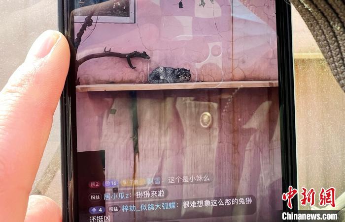 圖為雪豹“奶爸”史壽軍正在直播?！●R銘言 攝