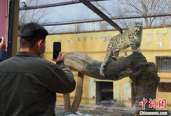 圖為雪豹“奶爸”史壽軍正在直播。　馬銘言 攝