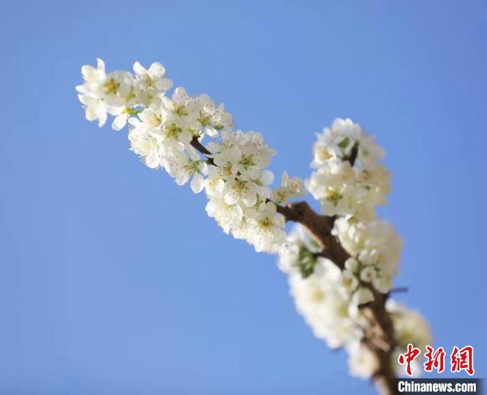 李花盛開。　何清海 攝