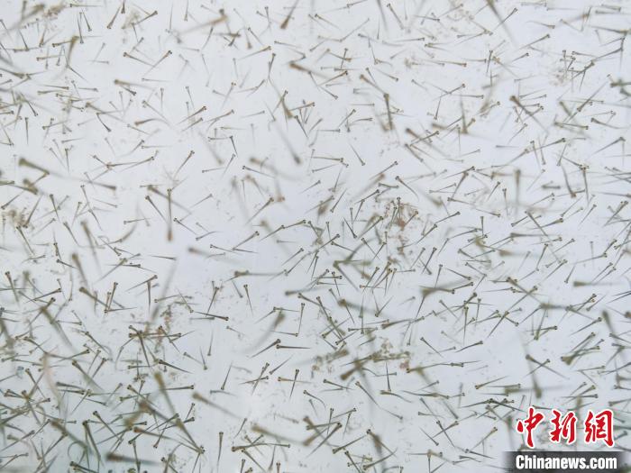 圖為魚(yú)苗?！?zhí)砀?攝