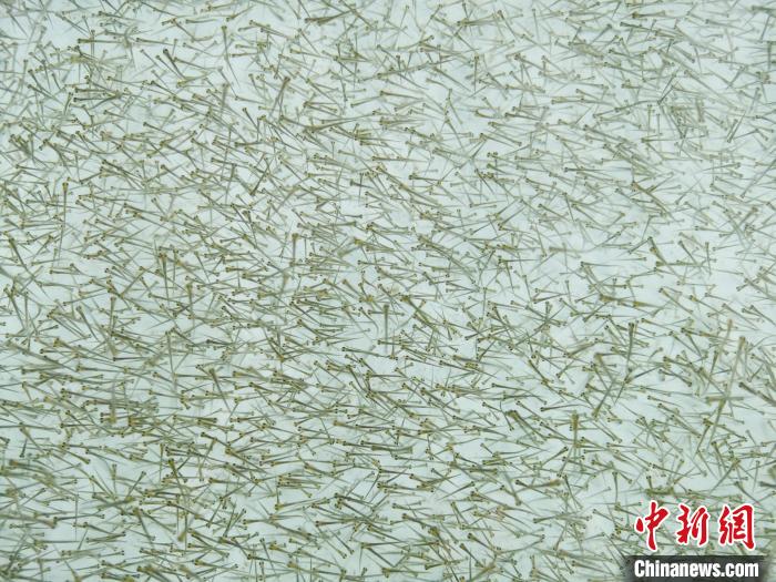 圖為密集培育的魚(yú)苗?！?zhí)砀?攝