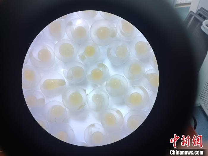 圖為顯微鏡下的魚(yú)卵?！∏嗪：沲幘茸o(hù)中心 供圖