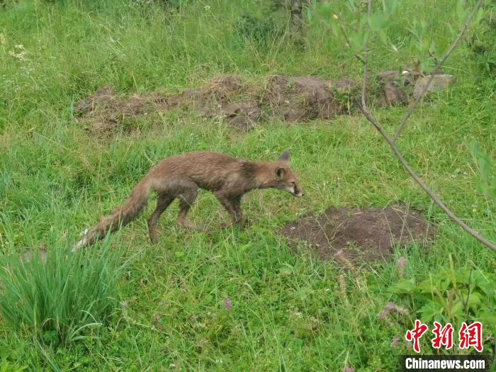青?；ブ骄戎鷩叶壉Ｗo(hù)野生動物赤狐