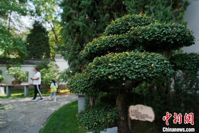 圖為在西寧園林植物園內(nèi)，造型奇特的盆景吸引市民?！●R銘言 攝
