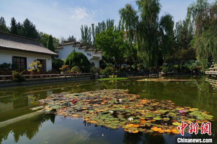 圖為西寧園林植物園秋日風(fēng)景別有韻味?！●R銘言 攝