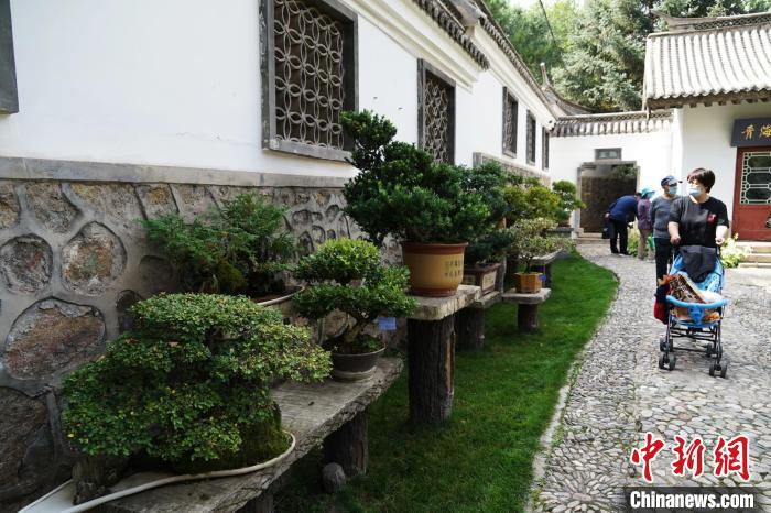 圖為市民在西寧園林植物園內(nèi)觀賞盆景?！●R銘言 攝