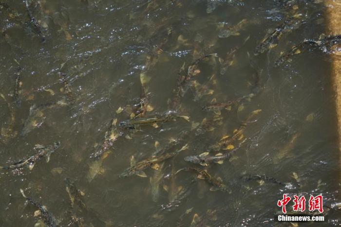 資料圖：圖為今年5月底到8月初，青海湟魚洄游產(chǎn)卵 馬銘言攝