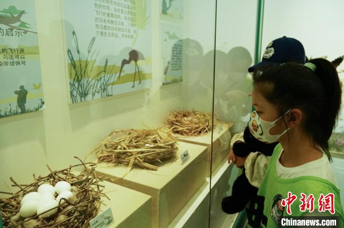 圖為小朋友在青海西寧湟水國家濕地公園科普館內(nèi)參觀學(xué)習(xí)。　馬銘言 攝