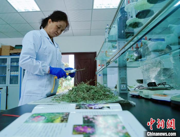 圖為張錦梅在實(shí)驗(yàn)室工作?！●R銘言 攝