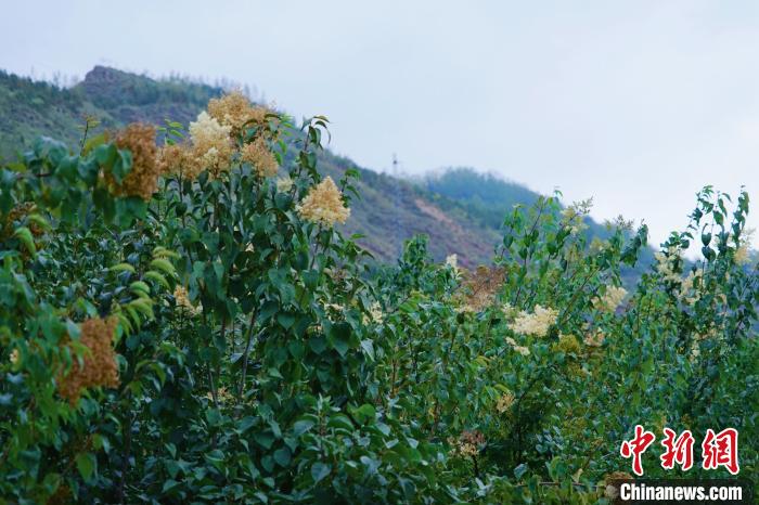 圖為西寧北山上的丁香樹。　馬銘言 攝