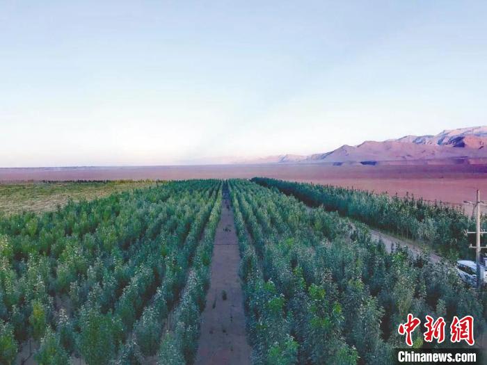 圖為格爾木境內(nèi)種植的綠樹?！「駹柲救诿襟w中心供圖
