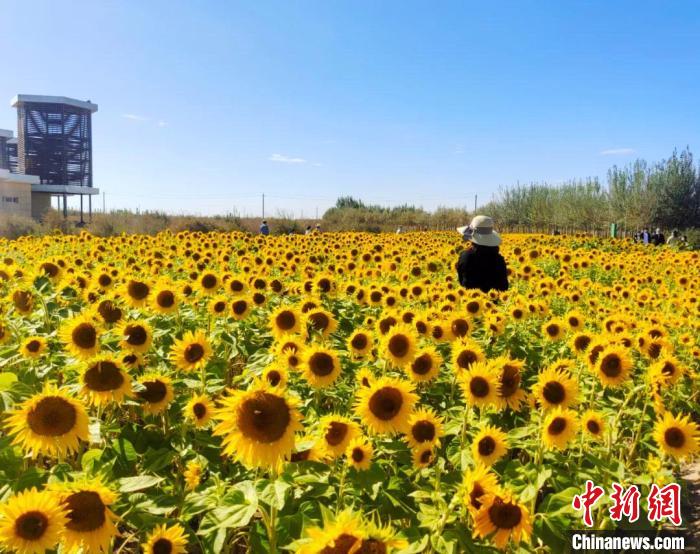 圖為格爾木境內(nèi)的向日葵花海?！「駹柲救诿襟w中心供圖