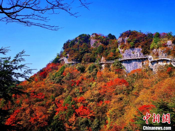 巴山大峽谷漫天紅葉?！埰?攝