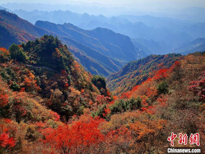 巴山大峽谷漫天紅葉?！埰?攝