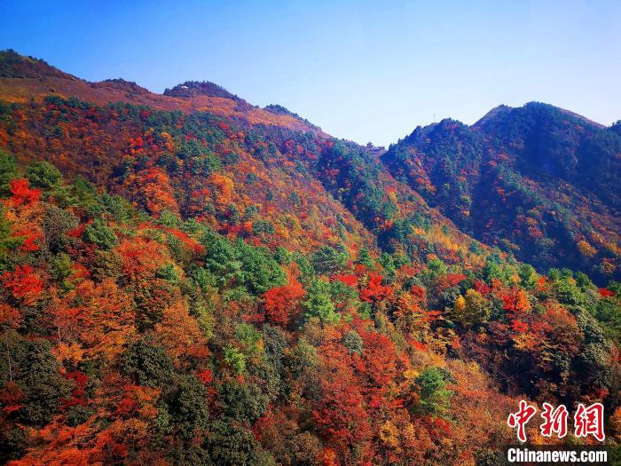 巴山大峽谷漫天紅葉。　張平 攝