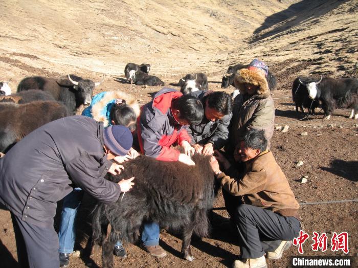 資料圖為研究團(tuán)隊(duì)在青南高原地區(qū)開(kāi)展了牦牛寄生蟲病流行病學(xué)和防治技術(shù)研究。　 青海省畜牧獸醫(yī)科學(xué)院供圖