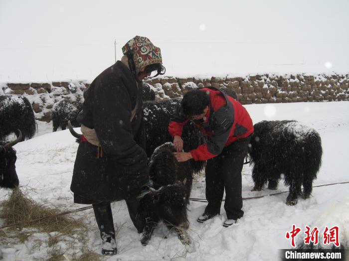 資料圖為研究團(tuán)隊(duì)在達(dá)日縣檢查牛背部皮蠅幼蟲感染情況?！?青海省畜牧獸醫(yī)科學(xué)院供圖