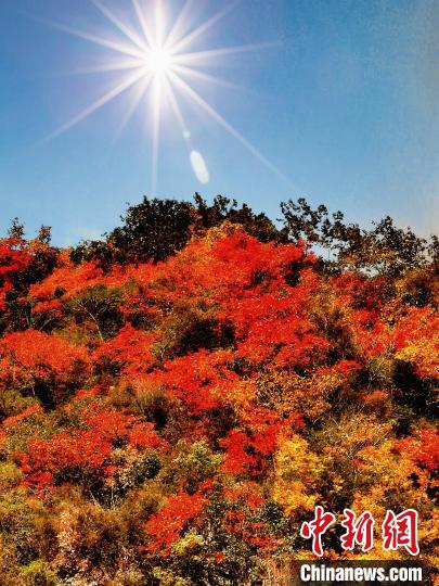 萬源市紅葉似火?！≈炱桨?攝